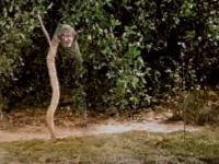 The witch transforms into a snake