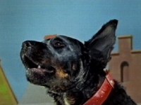 The huge hound starts to bark