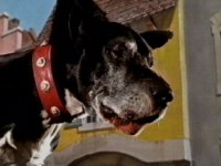 The other huge hound starts to bark