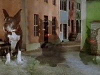 The dogs then vanish